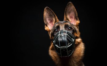 mikor-kell-szajkosar-a-kutyara