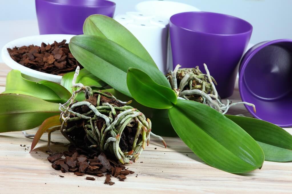 mikor-kell-az-orchideat-atultetni